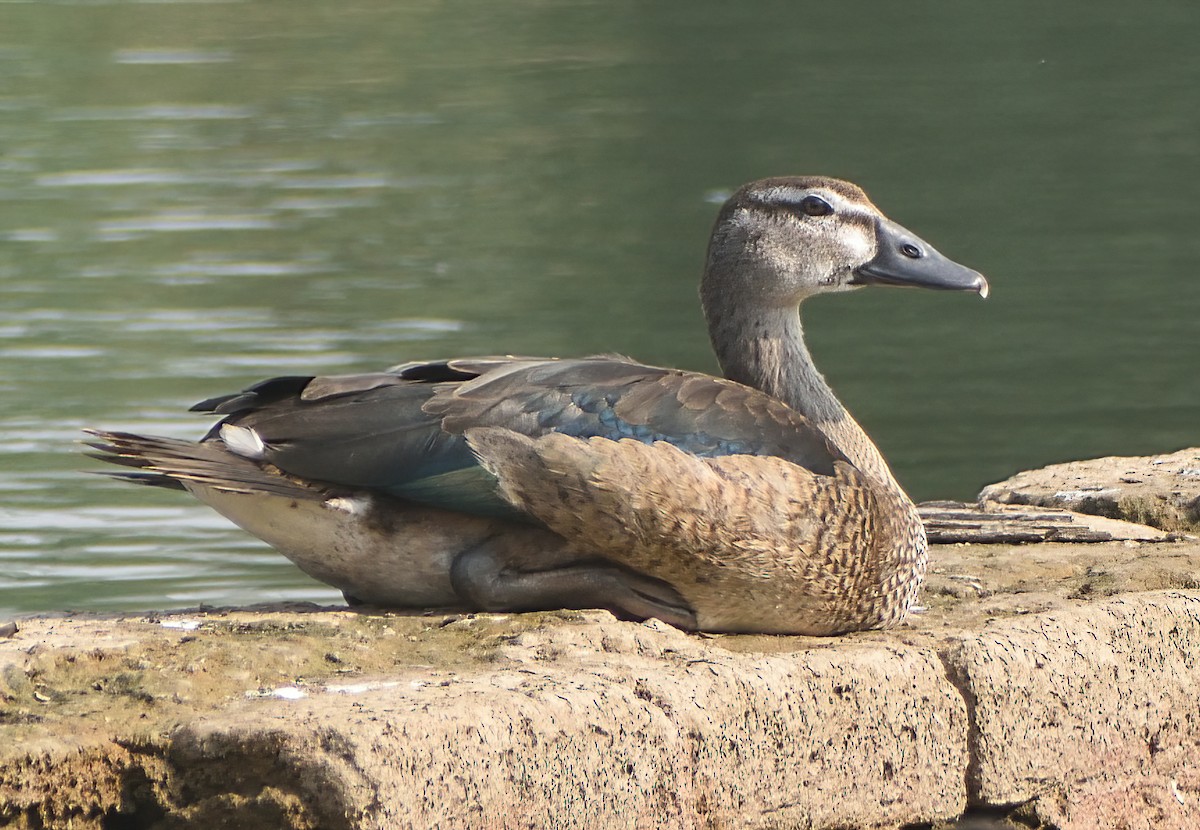Knob-billed Duck - ML645873611