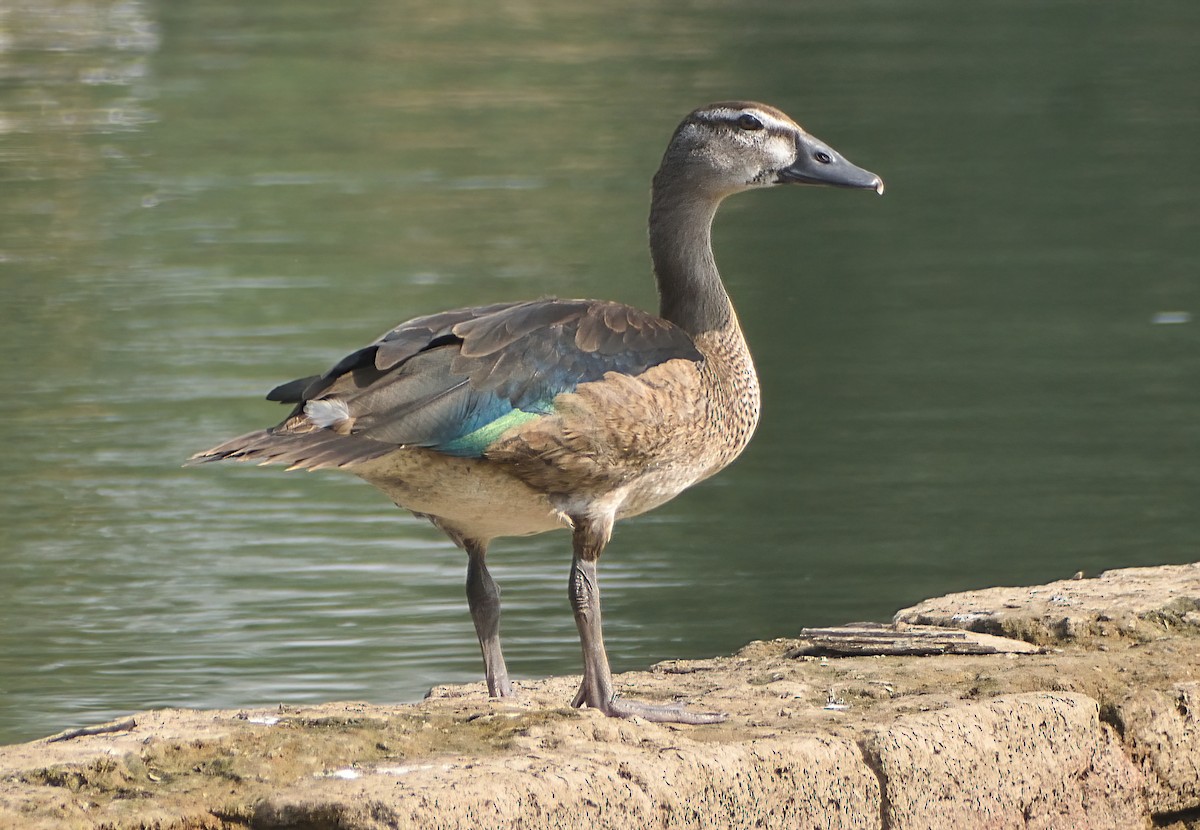Knob-billed Duck - ML645873612