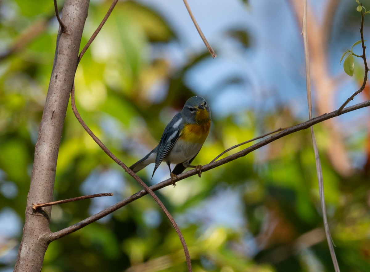 Northern Parula - ML645873617