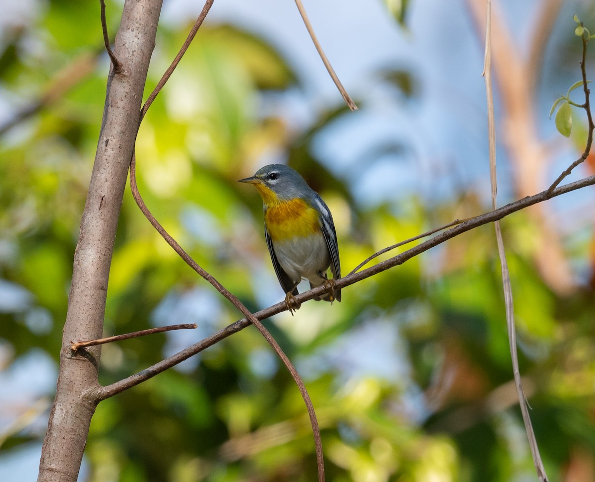Northern Parula - ML645873618