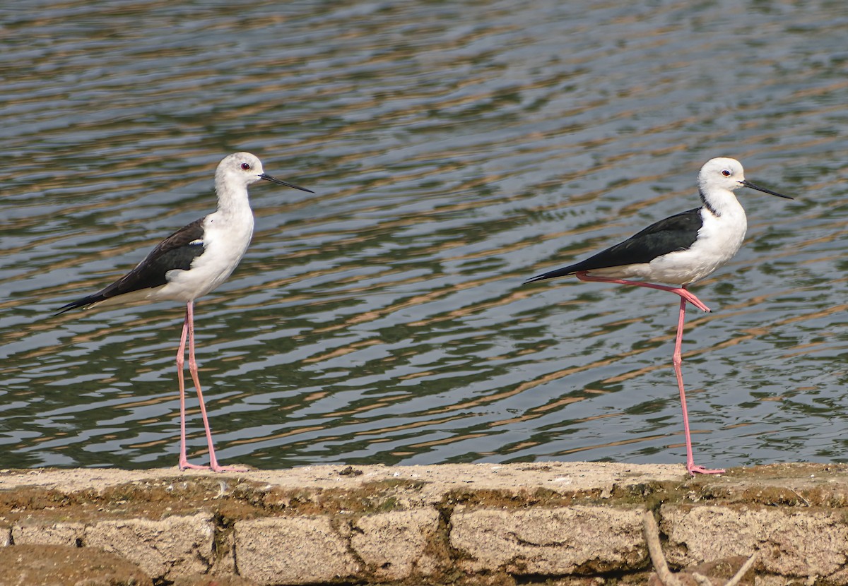 Zankaluze eurasiarra - ML645873619