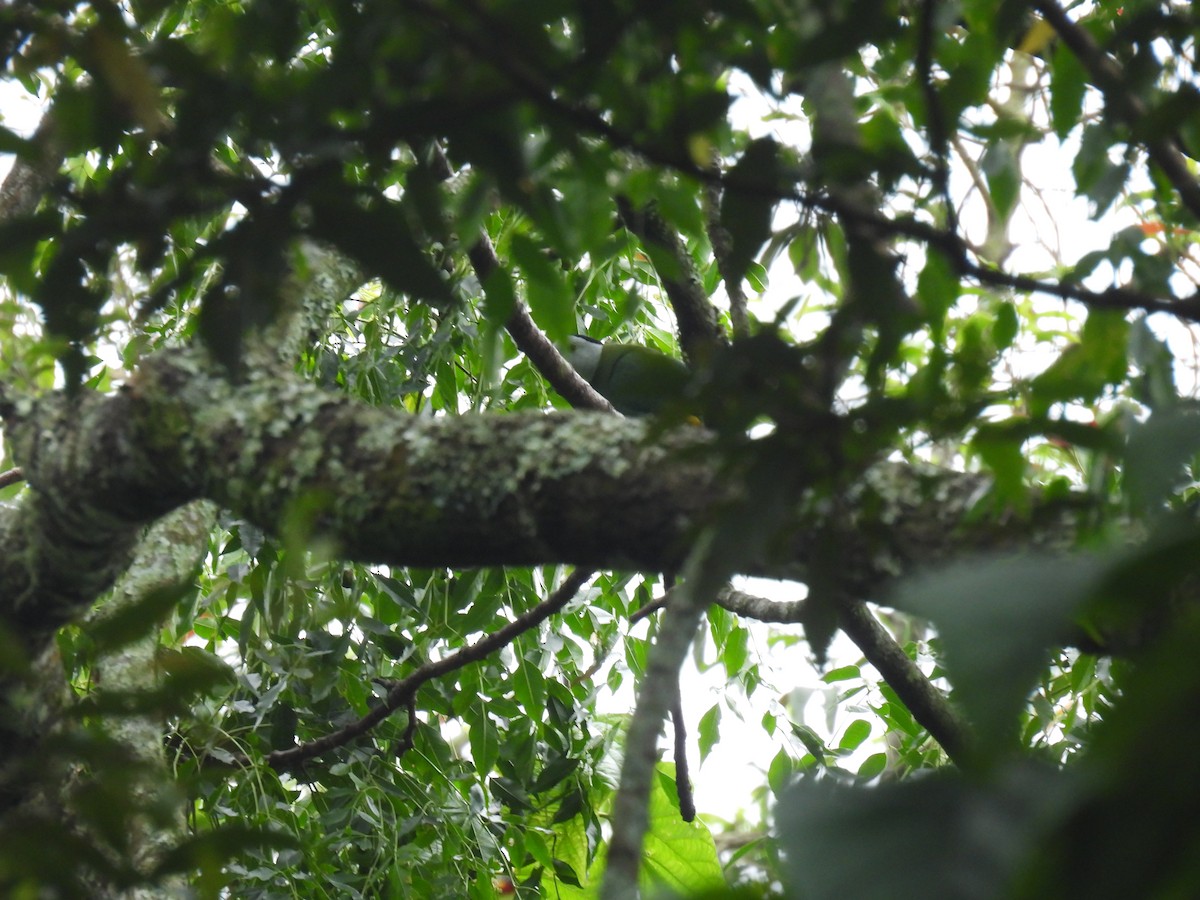 Black-naped Fruit-Dove - ML645873620