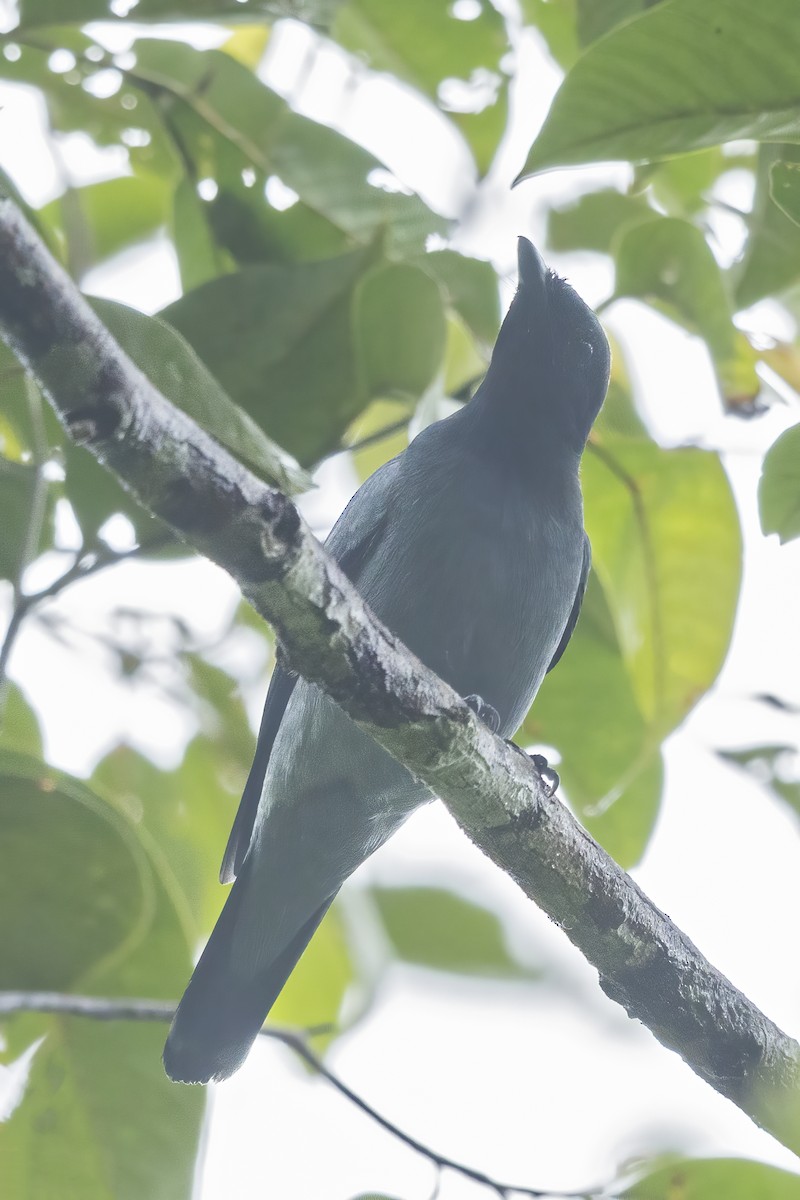 Black-bibbed Cicadabird - ML645873622