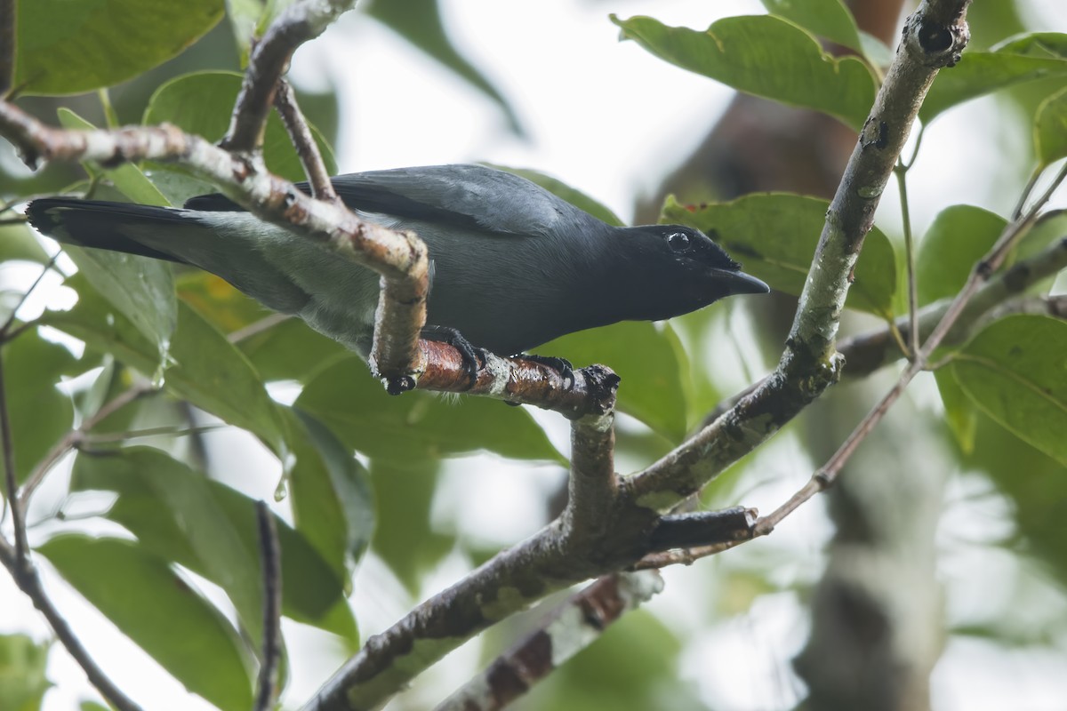 Black-bibbed Cicadabird - ML645873631