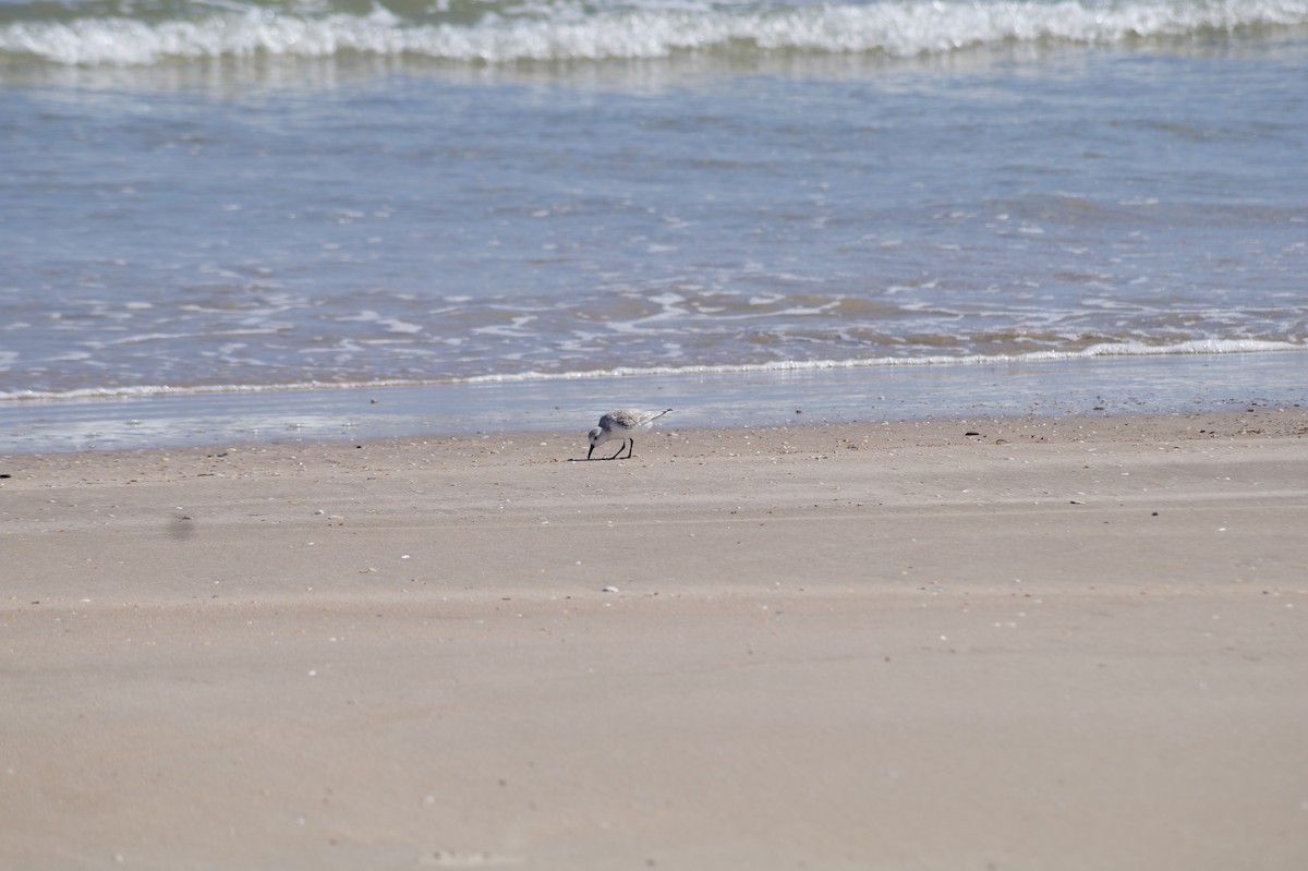 vodouš břehoušovitý - ML645873661