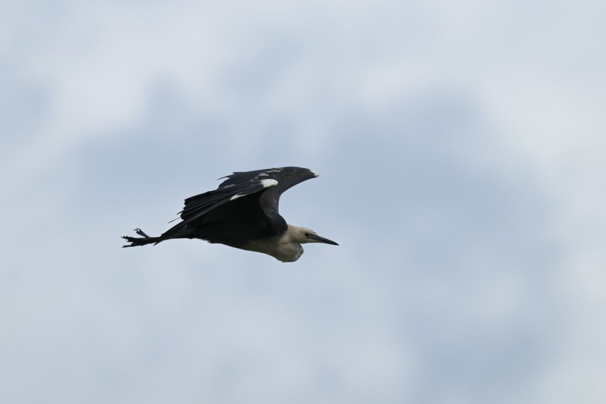 volavka bělokrká - ML645873664