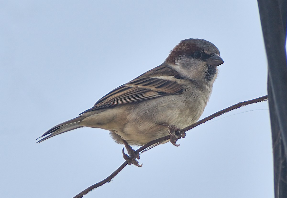 Sind Sparrow - ML645873669