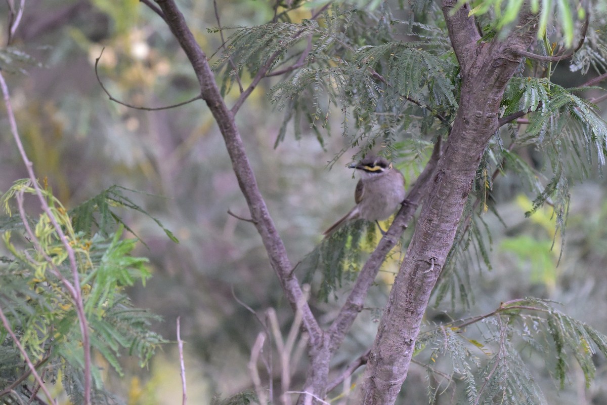 medosavka masková - ML645873676