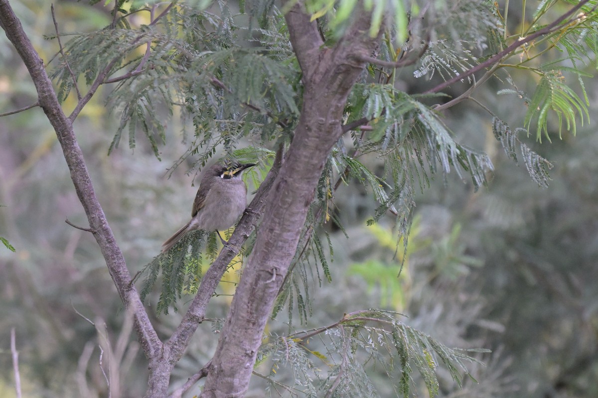 medosavka masková - ML645873677