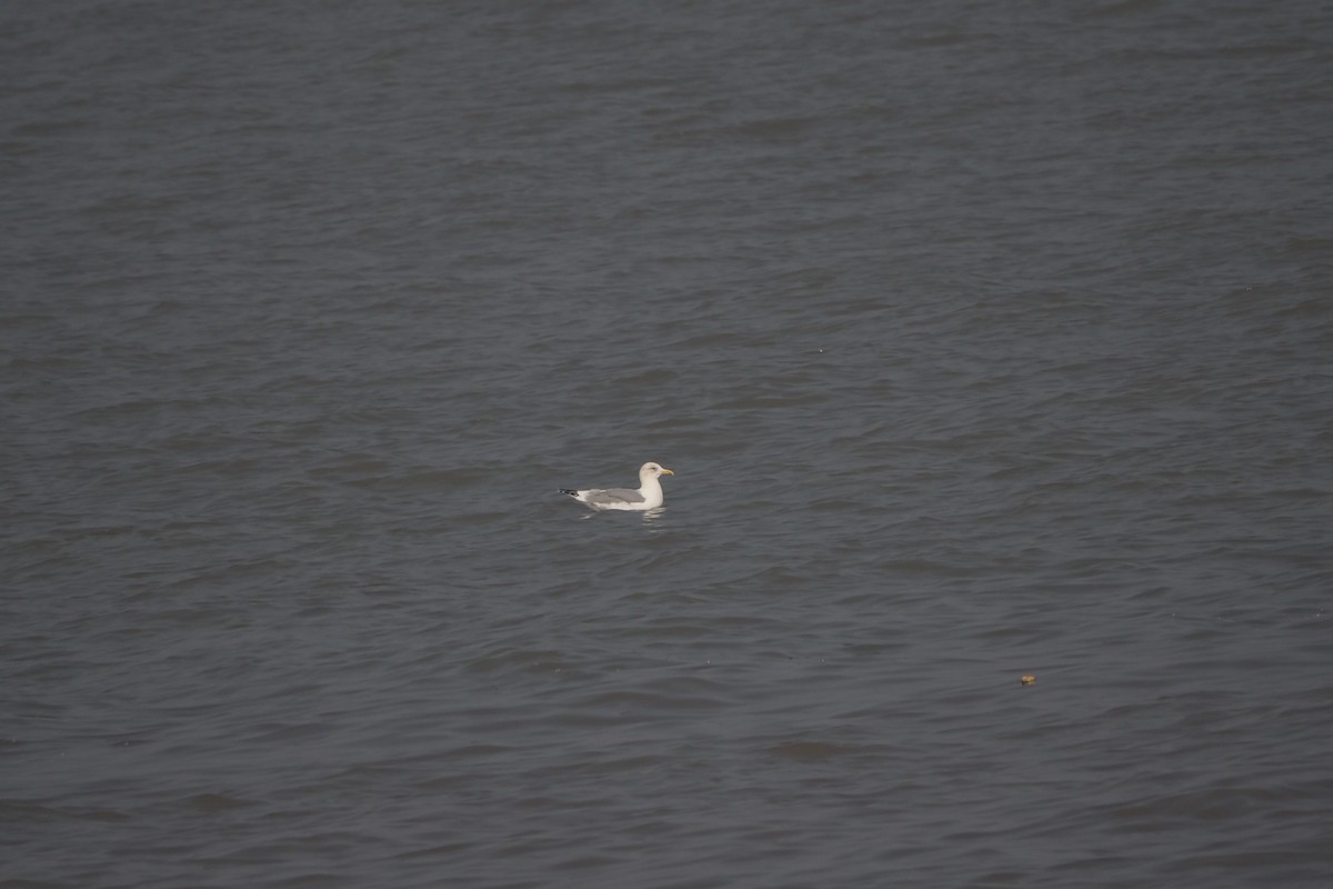 Mongolian Gull - ML645873679