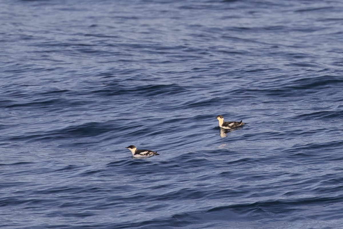 Marbled Murrelet - ML645873682