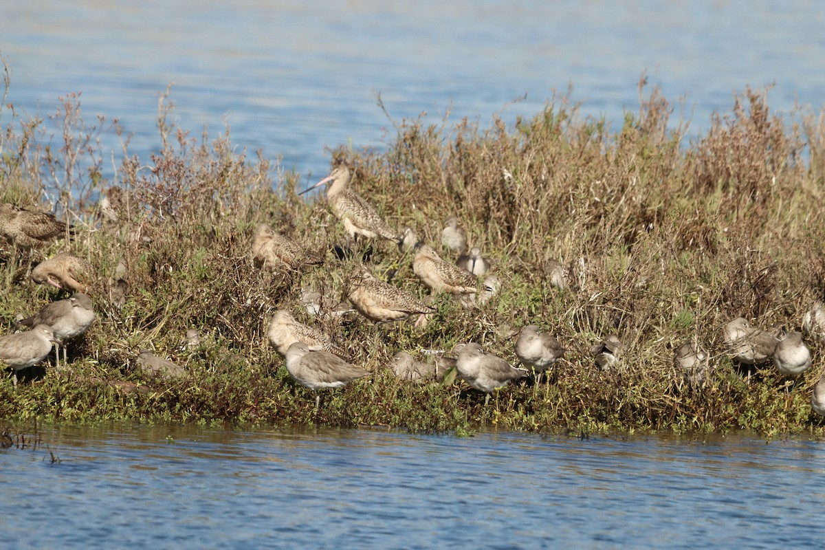 břehouš velký - ML645873687