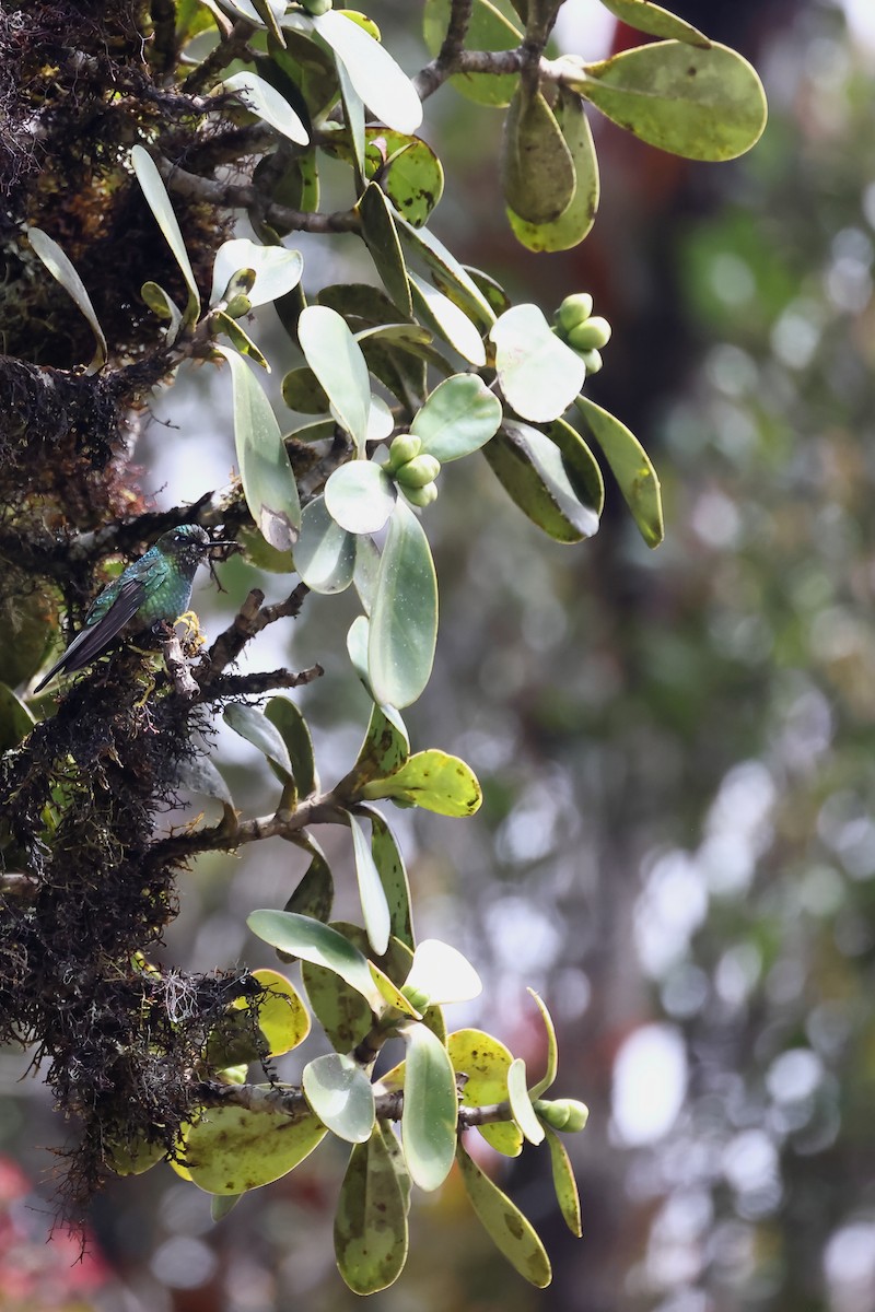 kolibřík tikavý - ML645873688