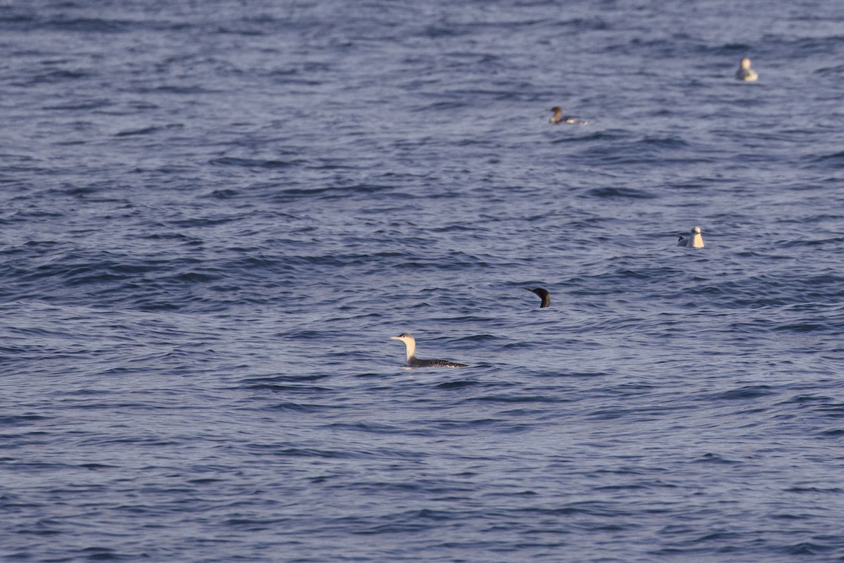 potáplice malá - ML645873689