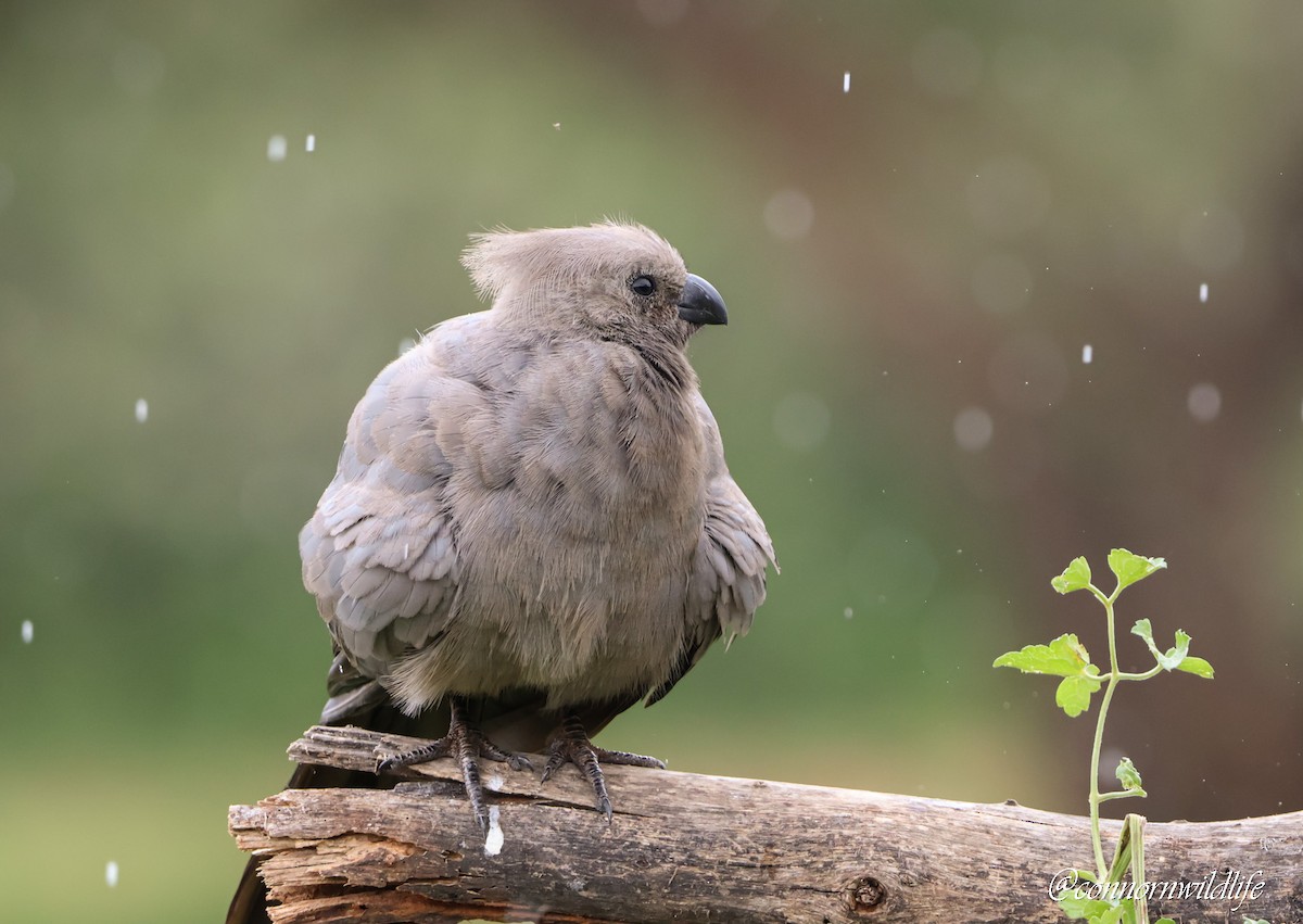 sparák šedý - ML645873690