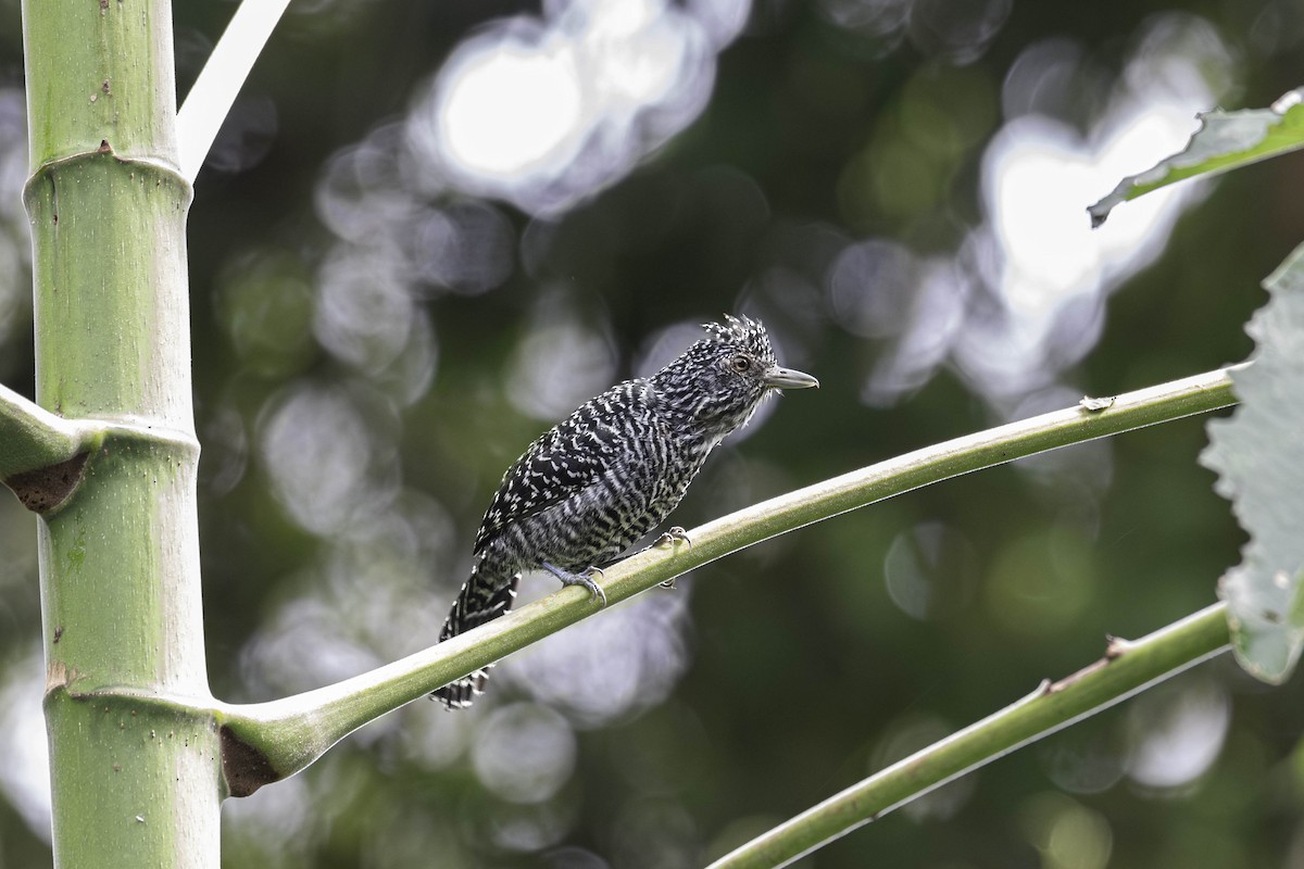 Bar-crested Antshrike - ML645873691