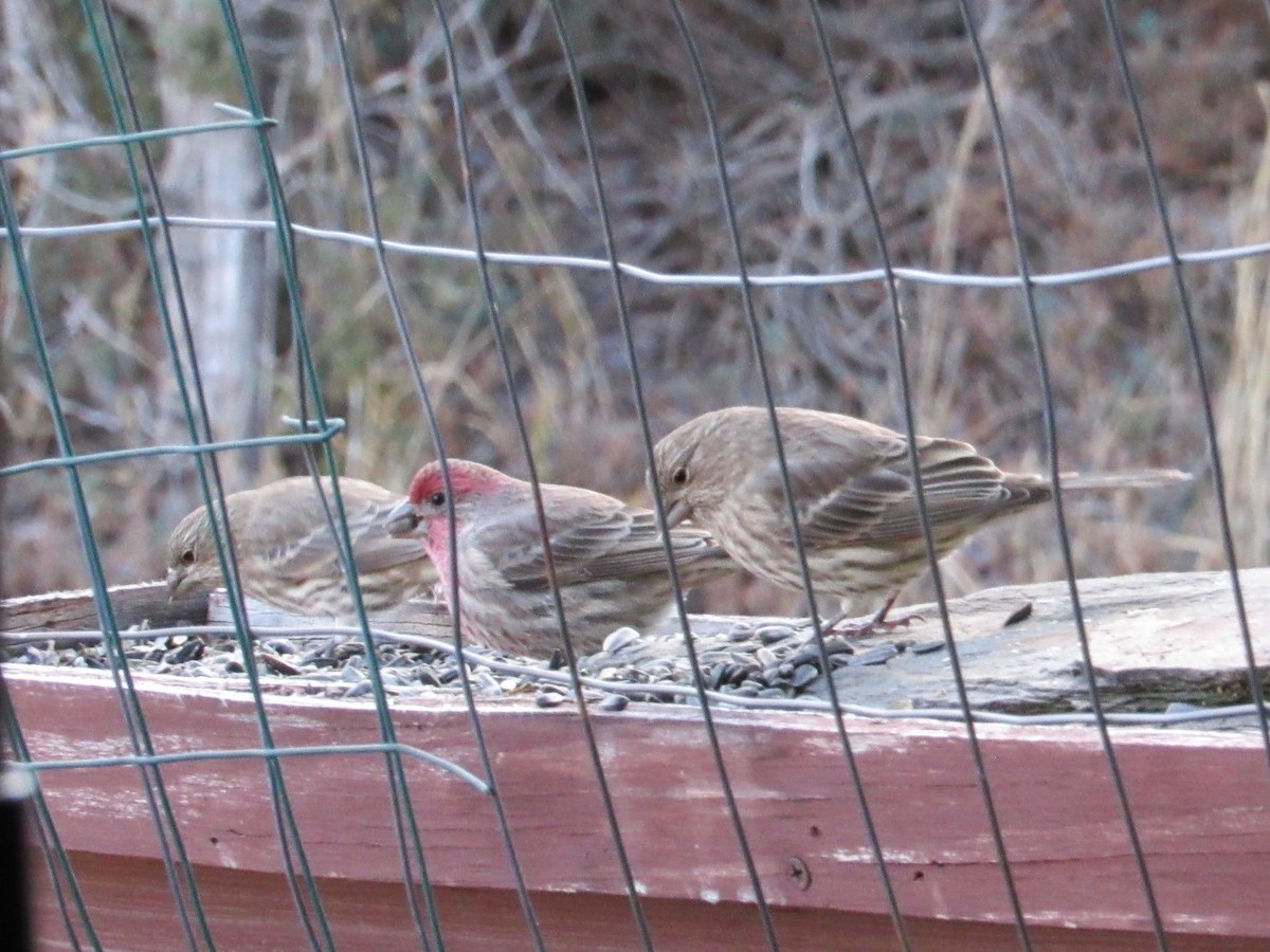 hýl rudoprsý - ML645873692