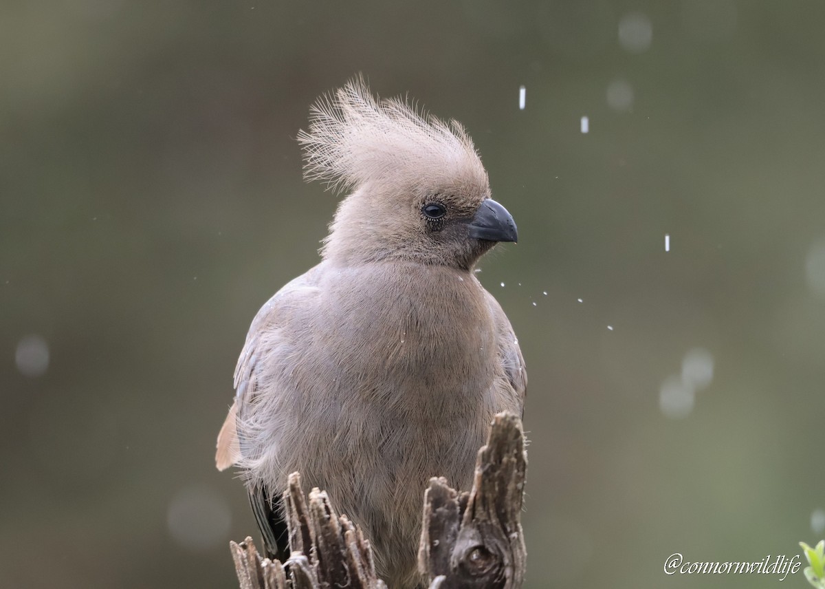 sparák šedý - ML645873694