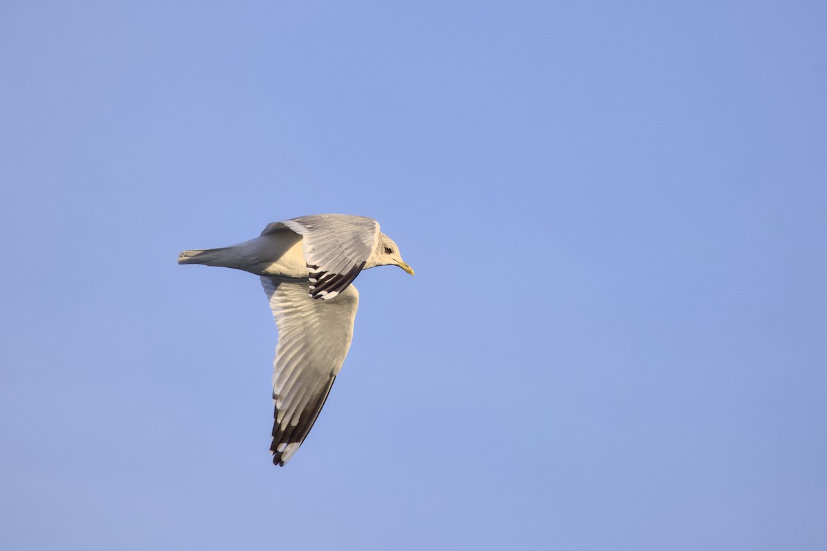 racek aljašský - ML645873695