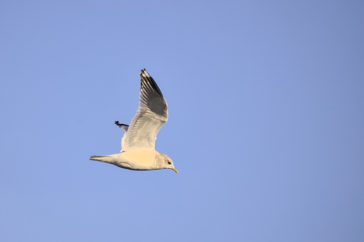 racek aljašský - ML645873696