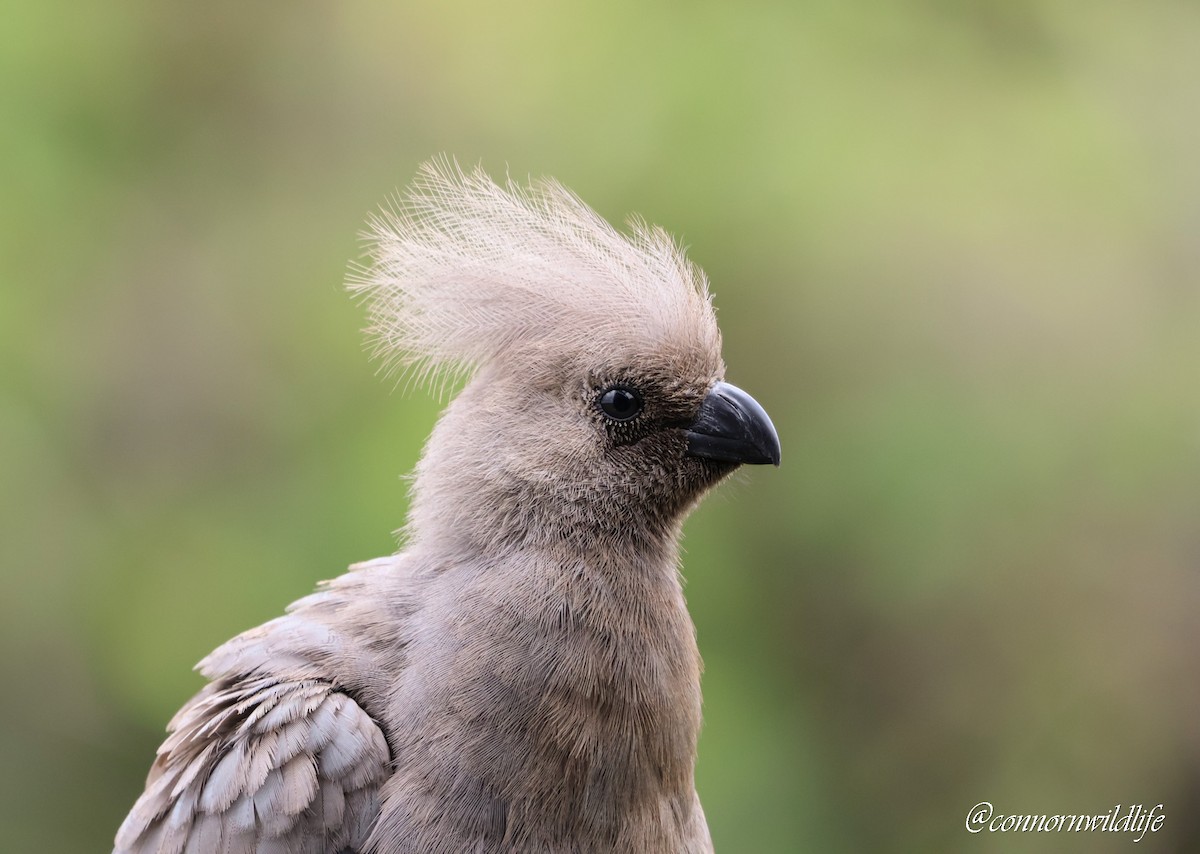 sparák šedý - ML645873700