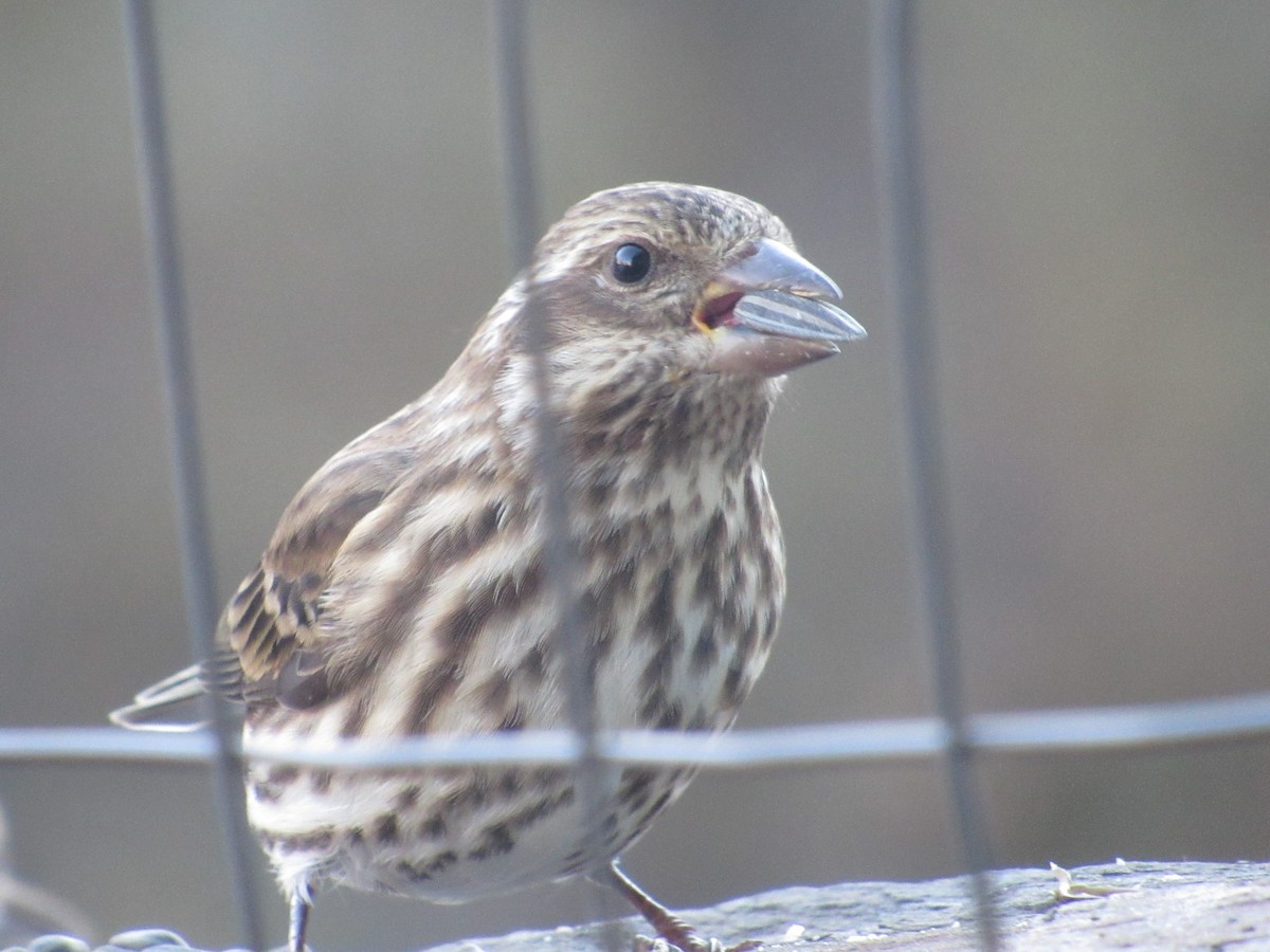 hýl rudokorunkatý - ML645873702