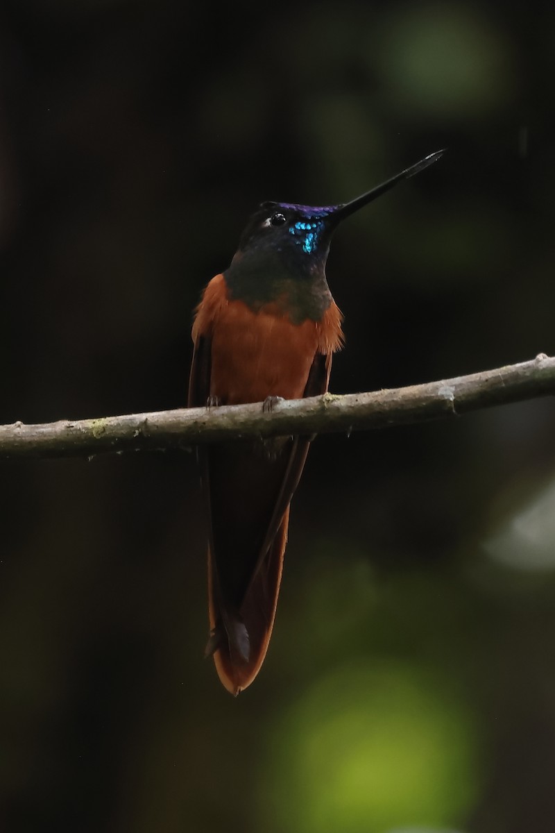 inka proměnlivý - ML645873703