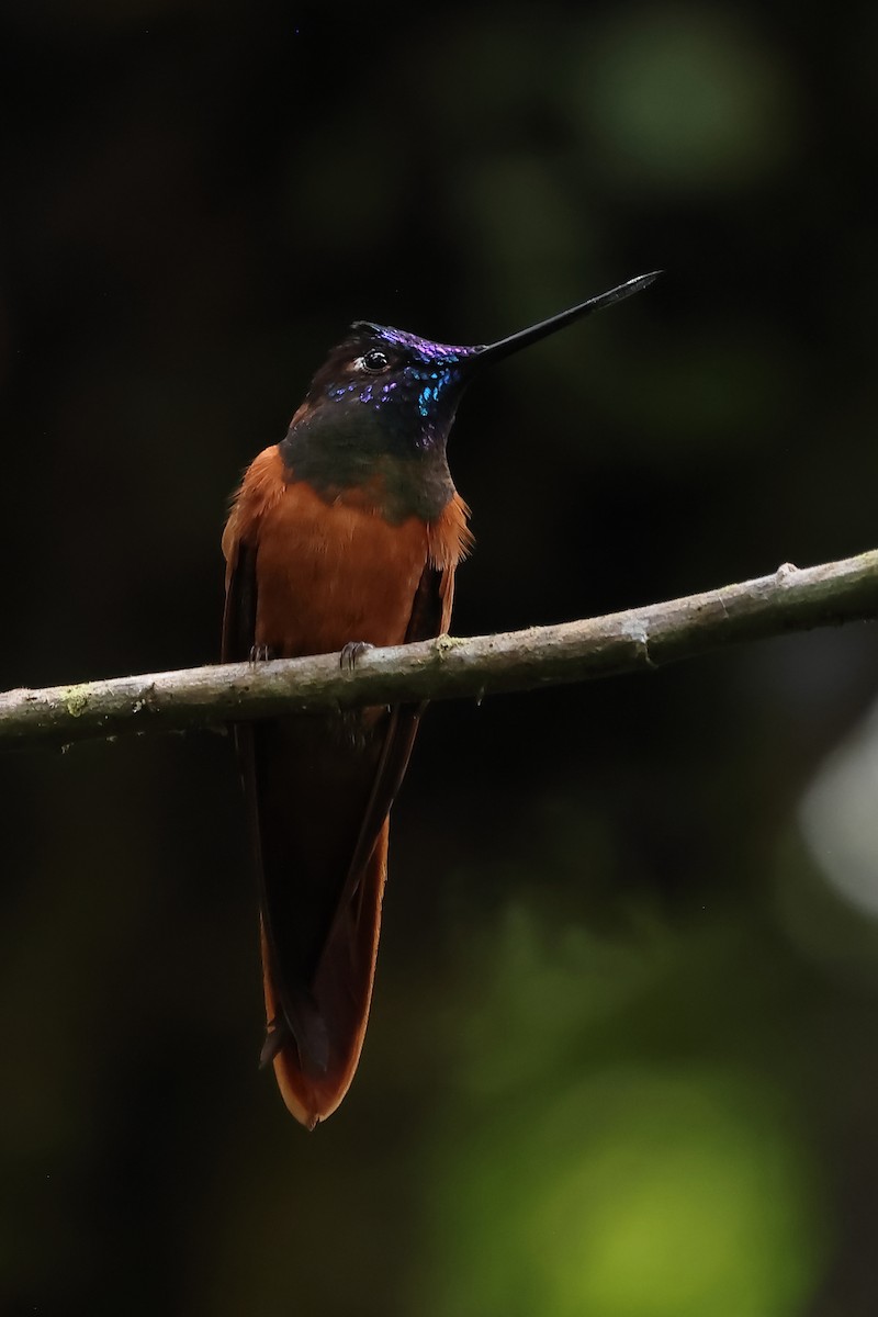 inka proměnlivý - ML645873704