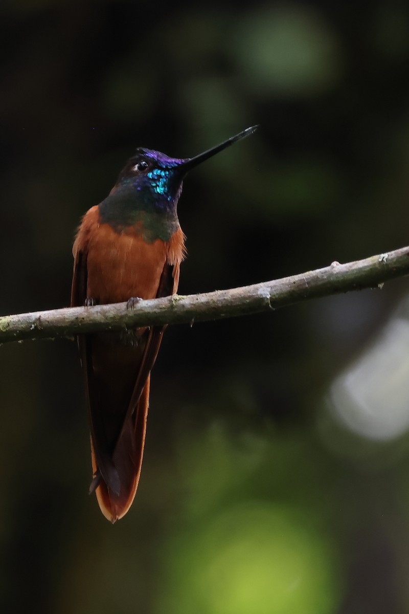 inka proměnlivý - ML645873705