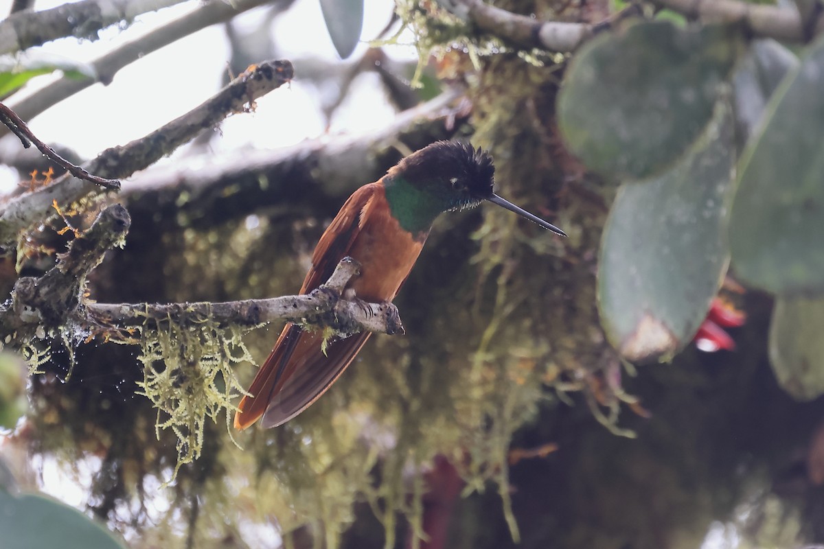 inka proměnlivý - ML645873706