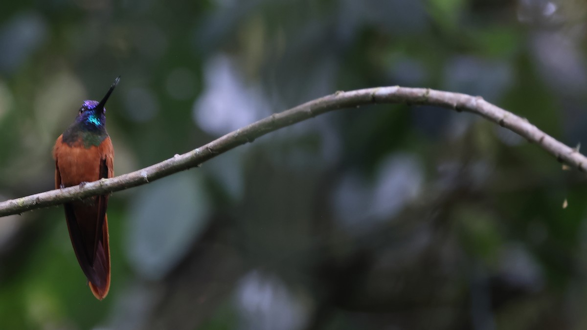 inka proměnlivý - ML645873707