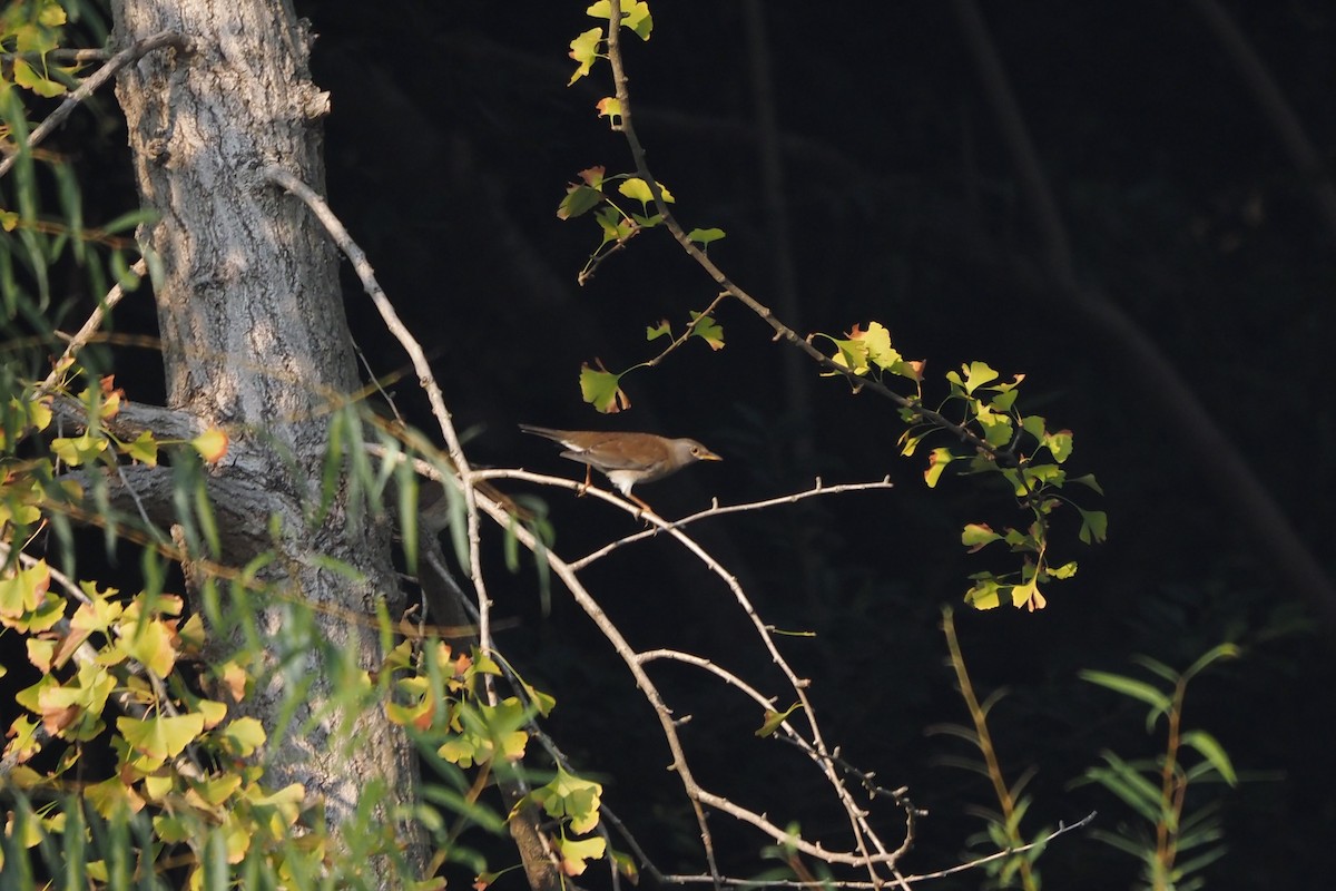 drozd bledý - ML645873708