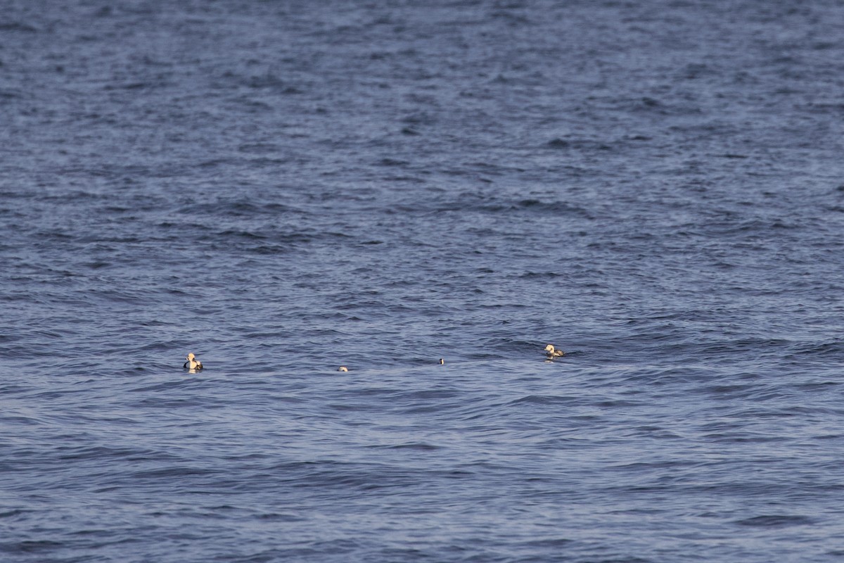 hoholka lední - ML645873709