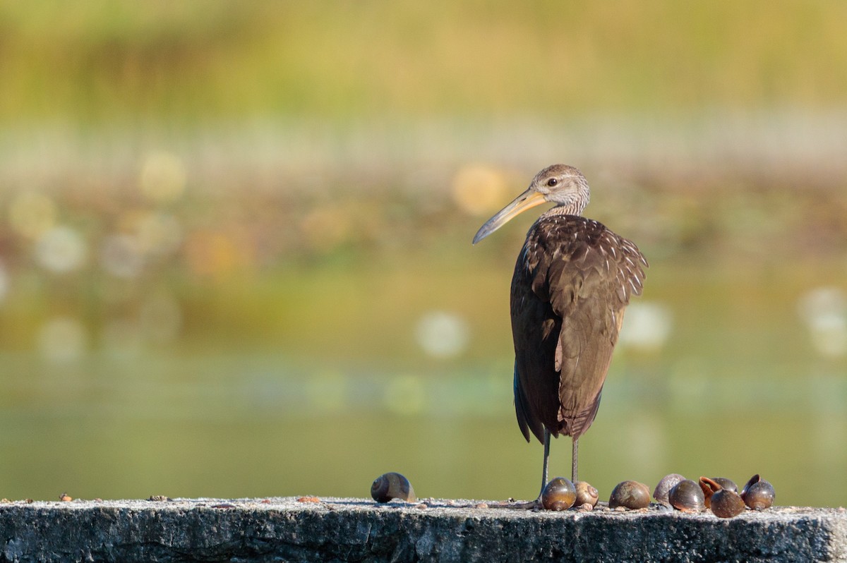 kurlan chřástalovitý - ML645873710