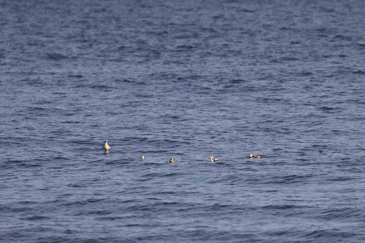 Moretta codona - ML645873715