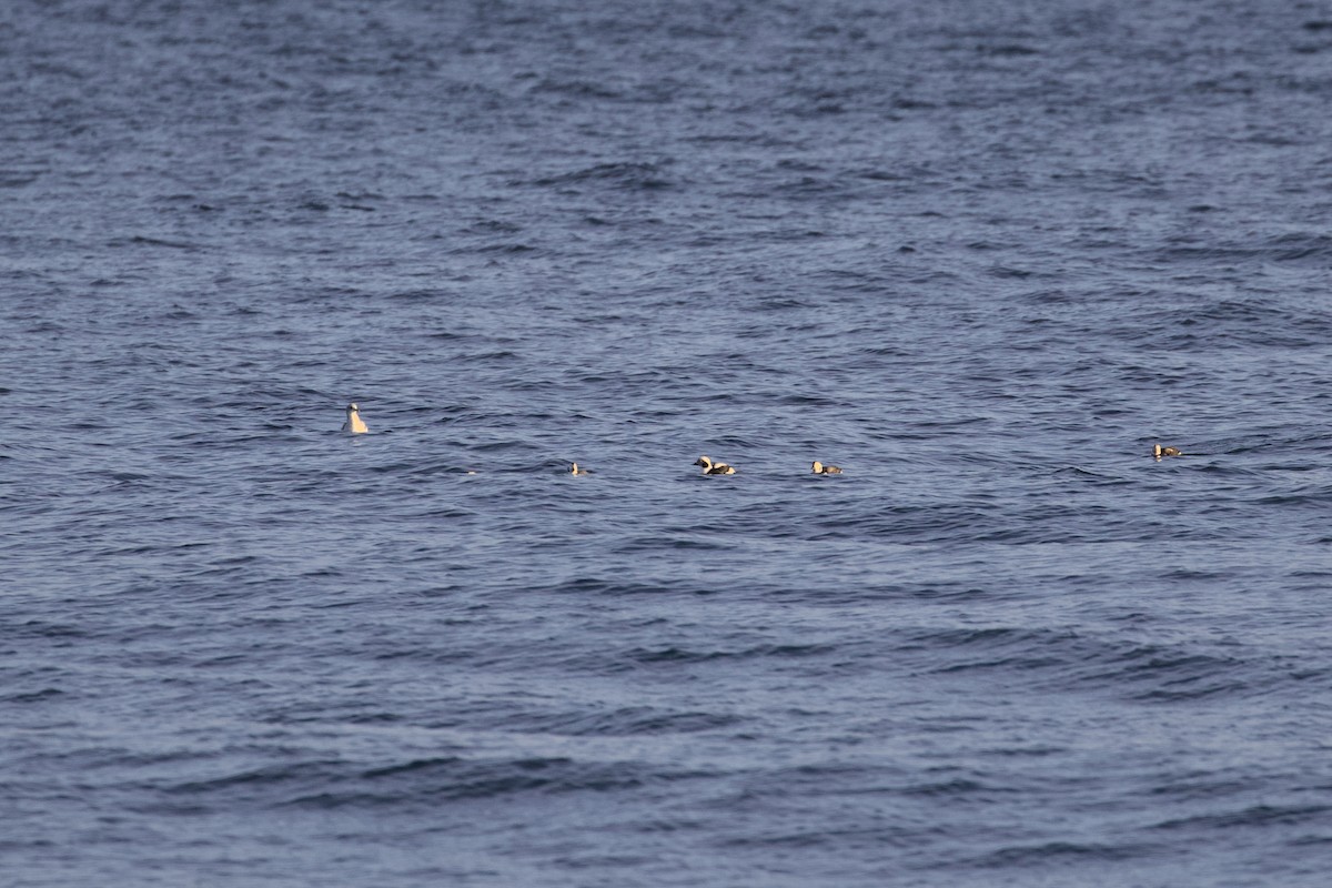 Moretta codona - ML645873718