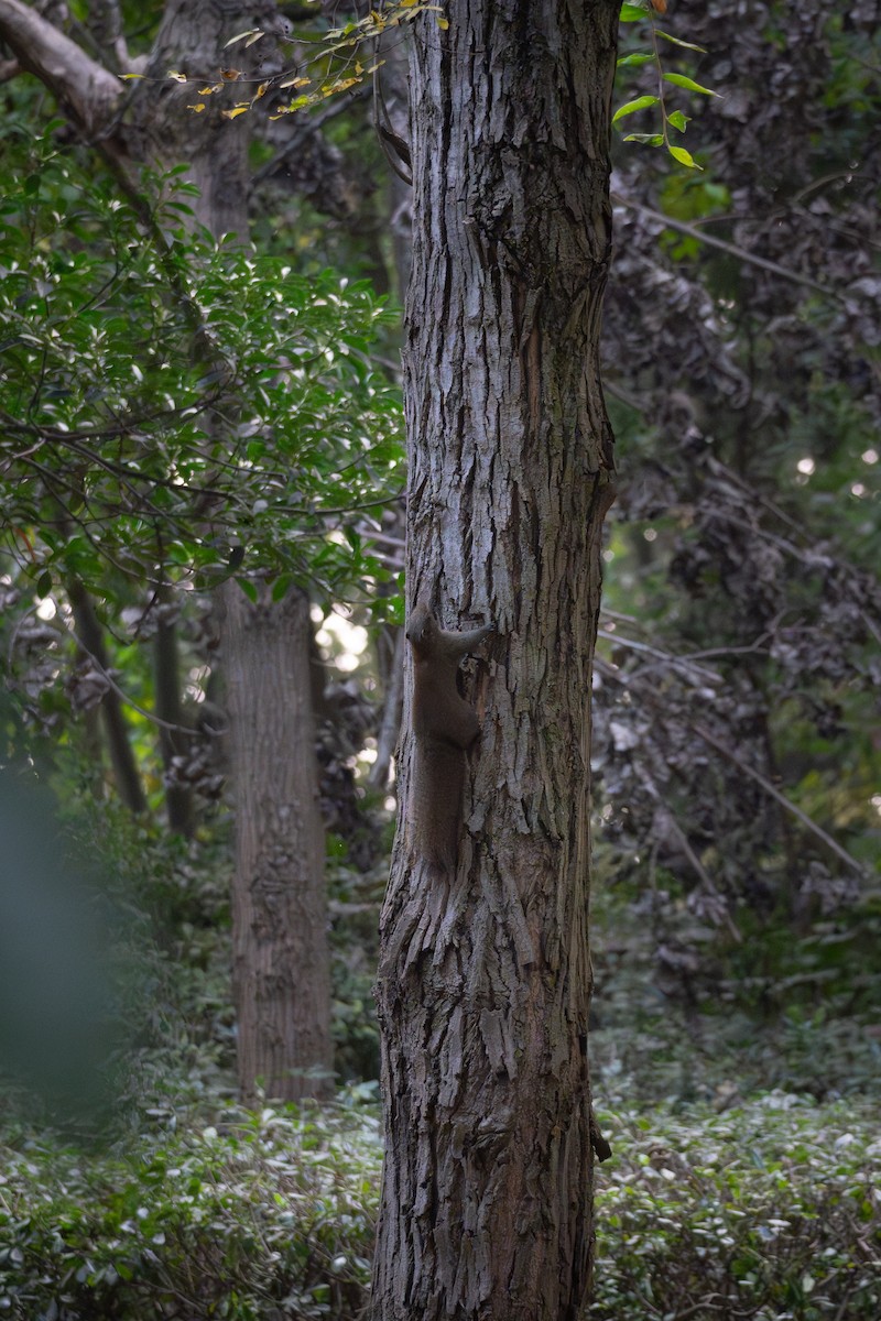 Tree Squirrels - ML645873739