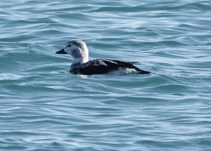 Long-tailed Duck - ML645873742
