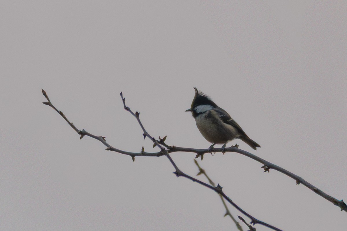 Coal Tit - ML645873744