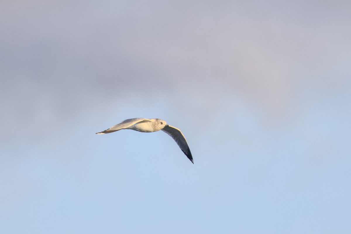 Short-billed Gull - ML645873745