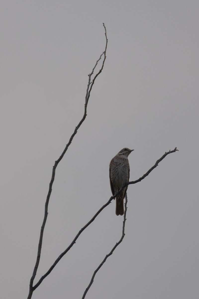 Kızıl Kanatlı Ardıç - ML645873756