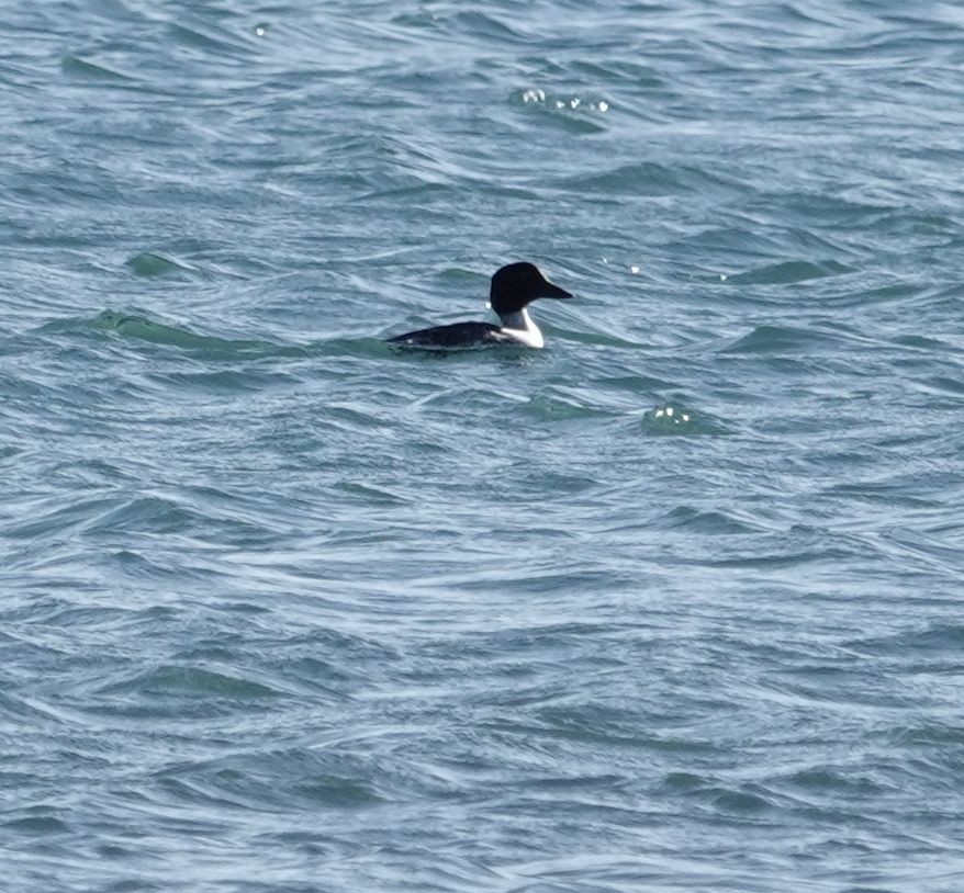 Common Goldeneye - ML645873757