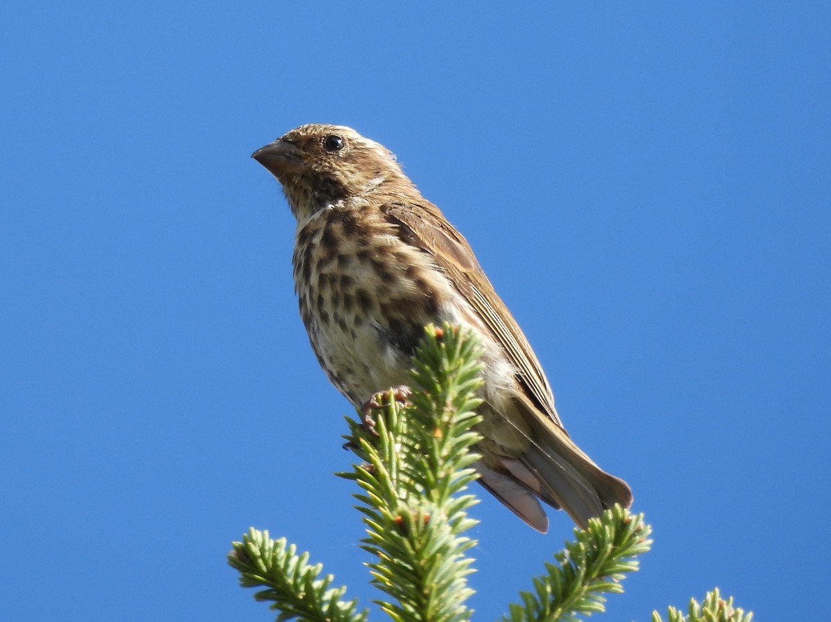 purpurfink - ML645873762