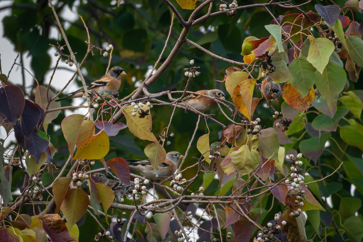 Brambling - ML645873763