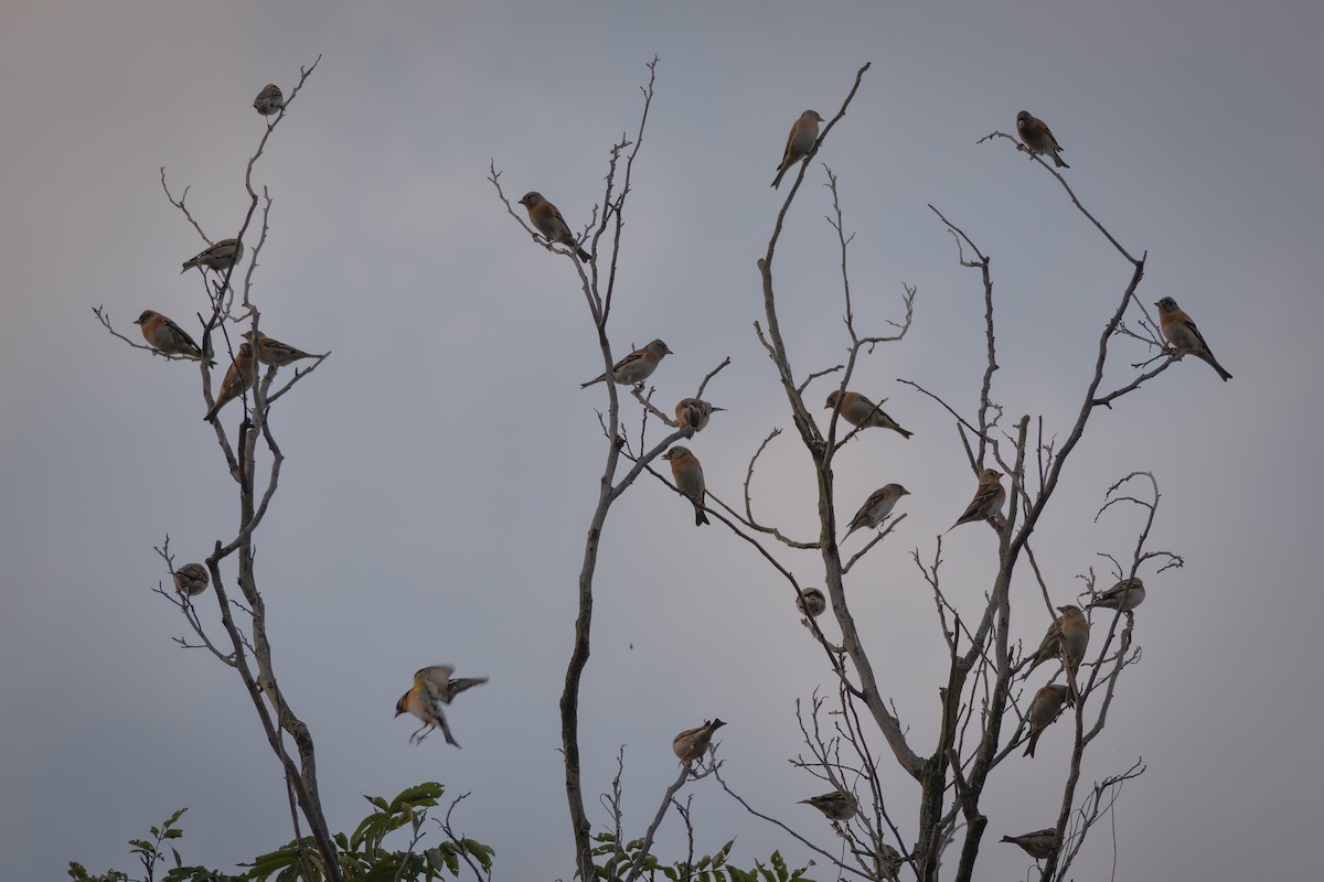 Brambling - ML645873764