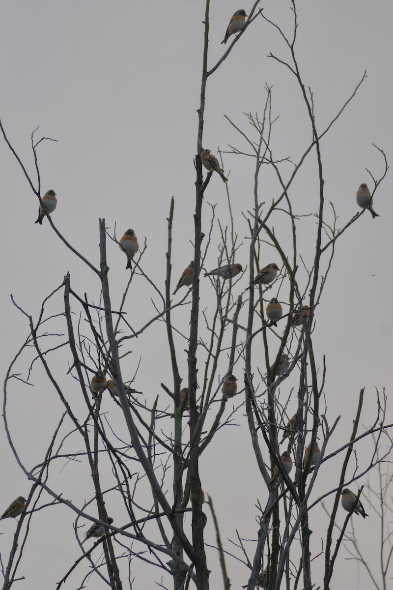 Brambling - ML645873765