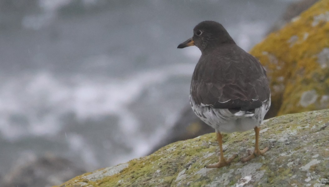 Surfbird - ML645873767