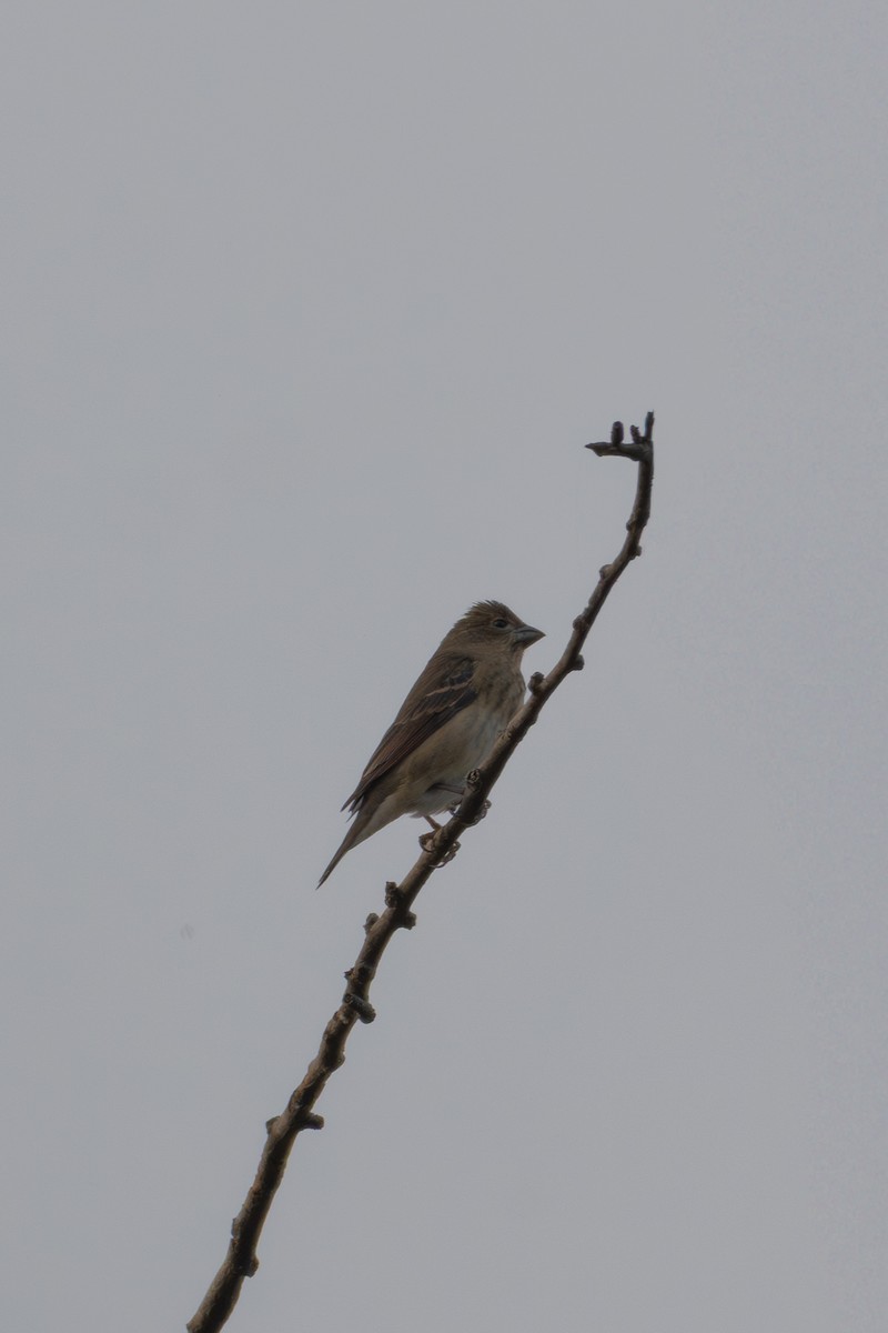 Common Rosefinch - ML645873768