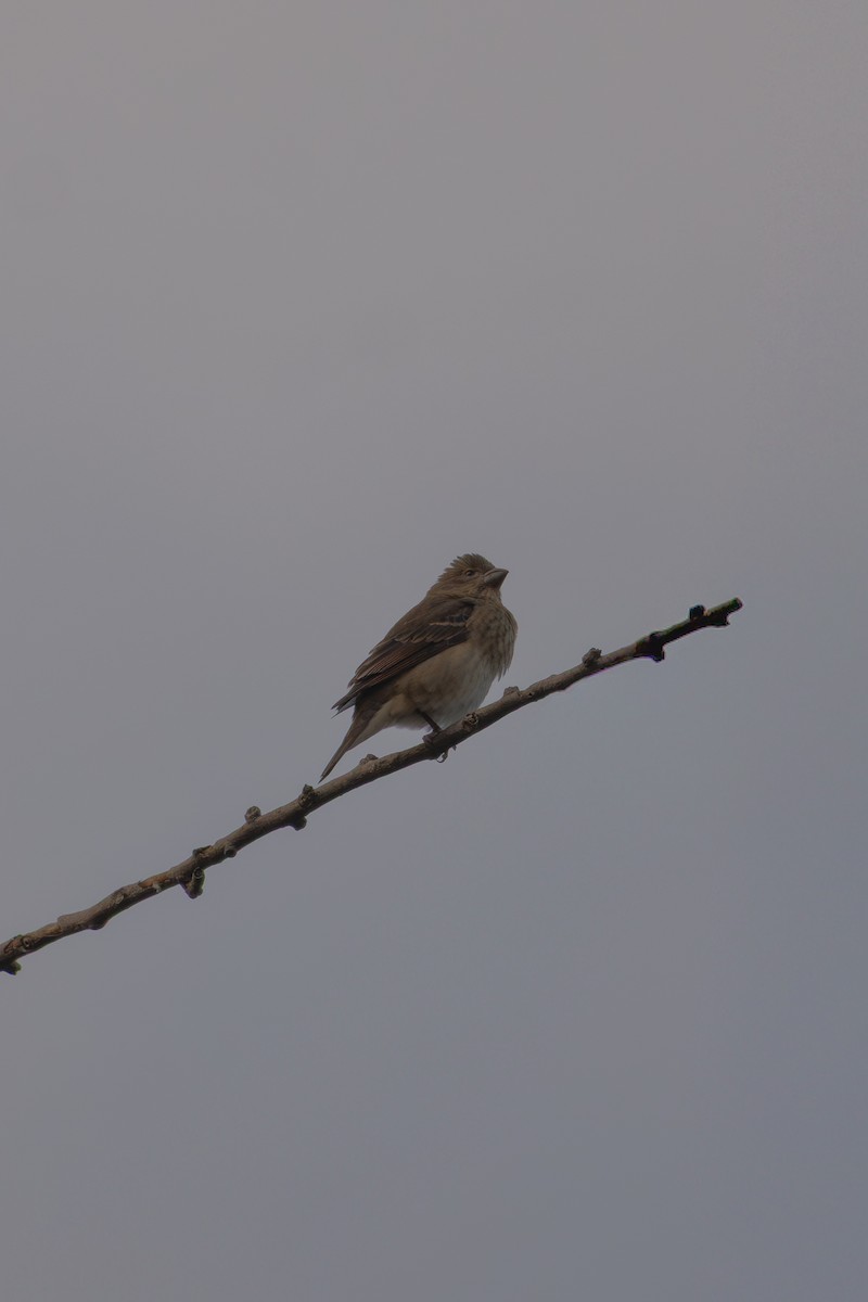 Common Rosefinch - ML645873769