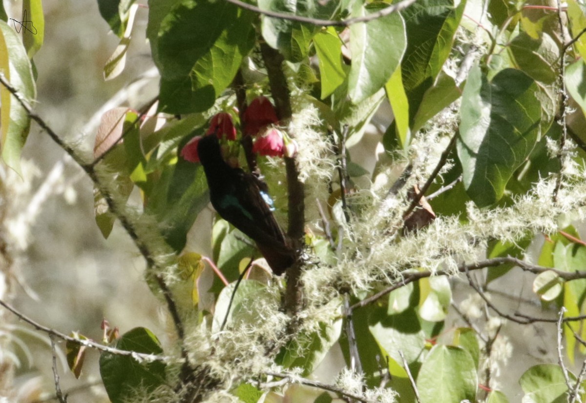 Black-hooded Sunbeam - ML645873772